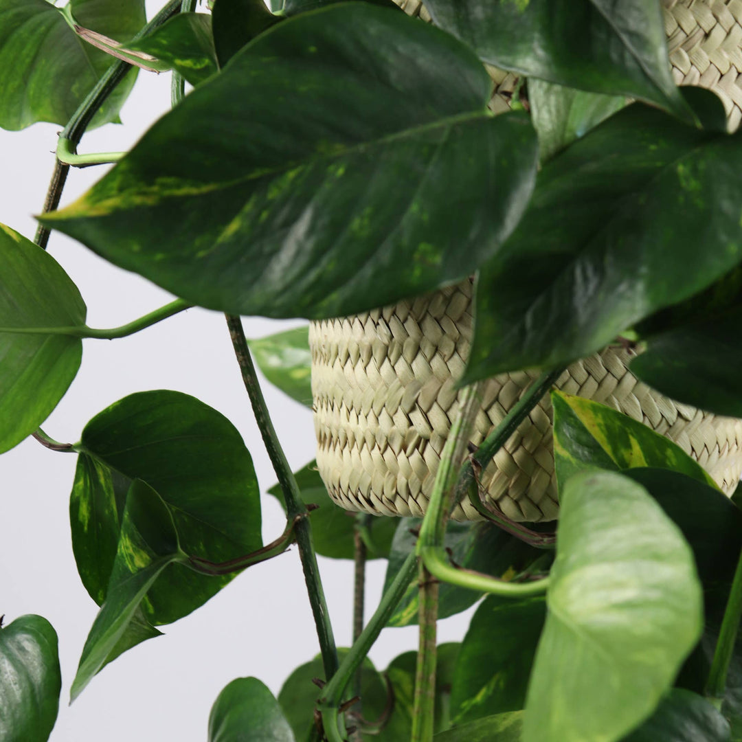 SOCCO Designs - Sequoia Straw Plant Hanger