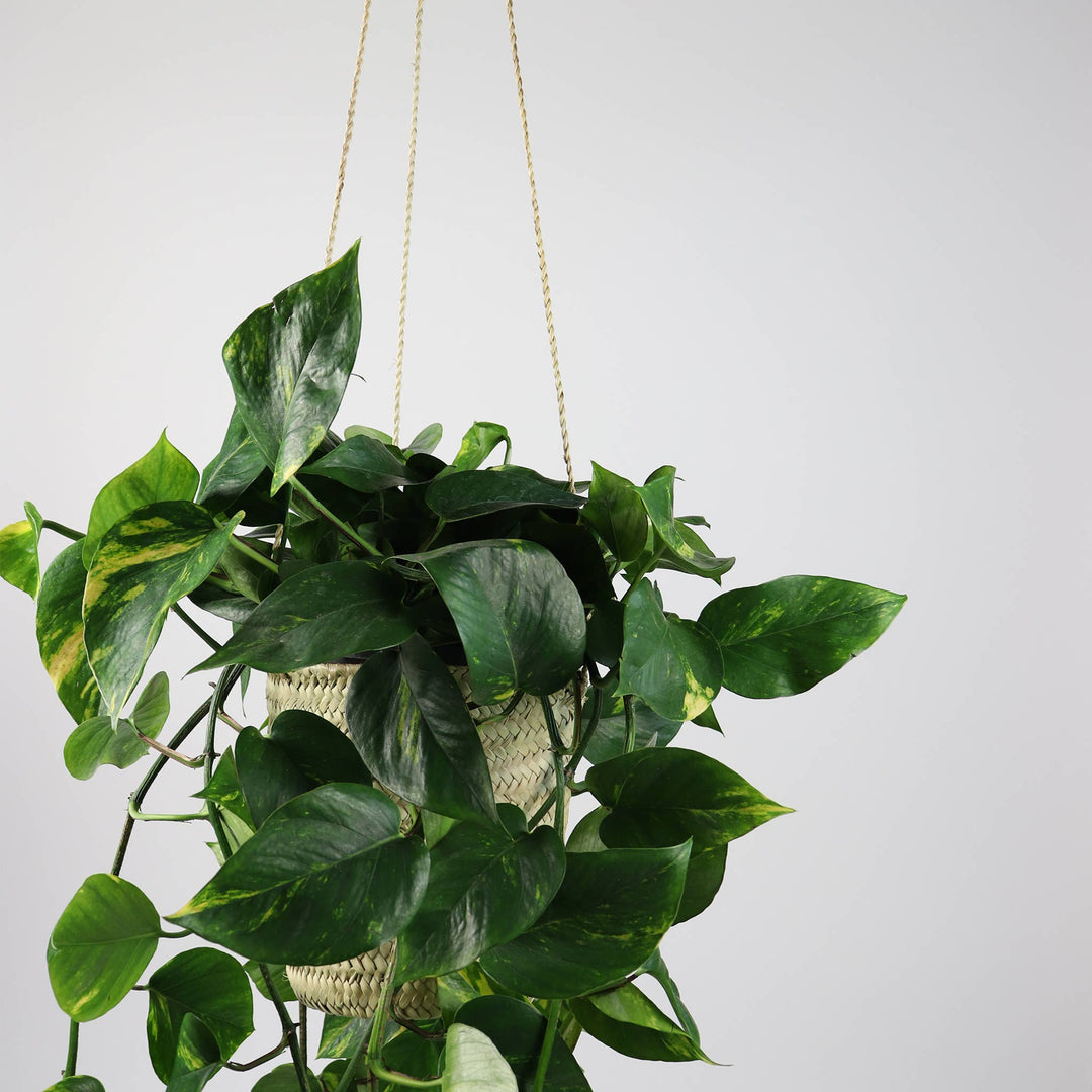 SOCCO Designs - Sequoia Straw Plant Hanger