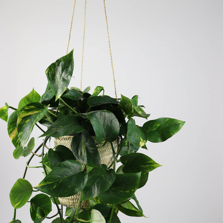 SOCCO Designs - Sequoia Straw Plant Hanger