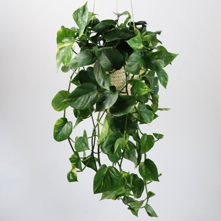 SOCCO Designs - Sequoia Straw Plant Hanger
